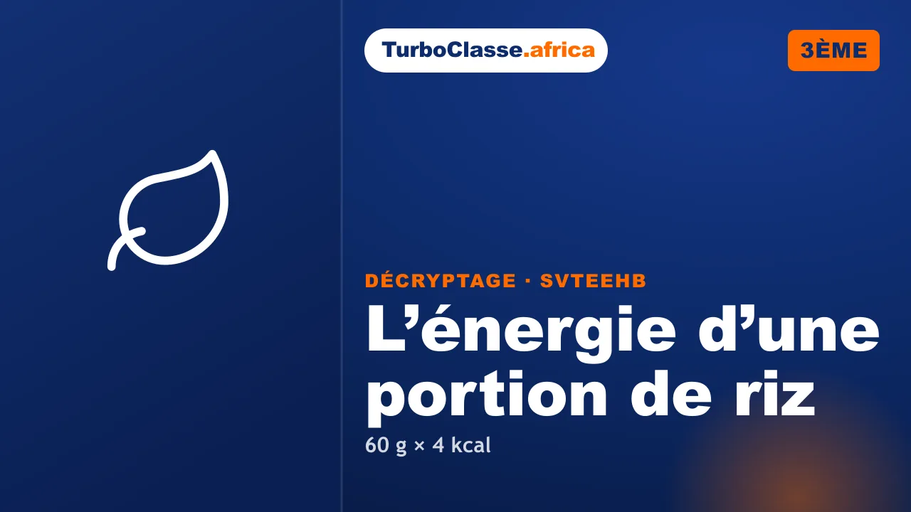 3ème (BEPC) — SVTEEHB : l’énergie d’une portion de riz. Décryptage Thoth, fond bleu nuit.